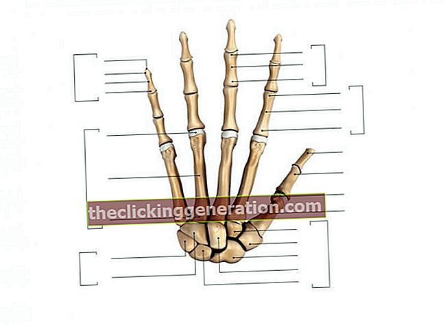 Definicija kostiju ruku