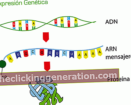 הגדרת RNA