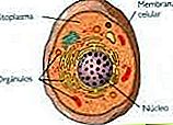 Definicija citoplazme