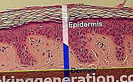 Definicija epidermisa