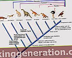 Ορισμός του Phylogeny