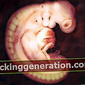 Definicija embrija