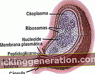 Definicija prokariotske stanice