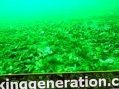 Definicija fitoplanktona